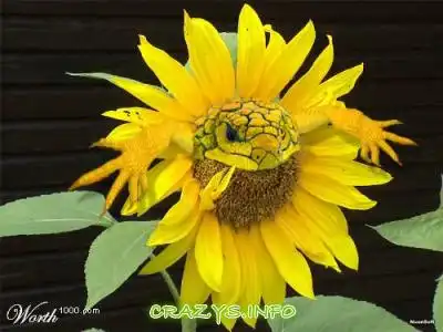 >>Click to zoom image<<