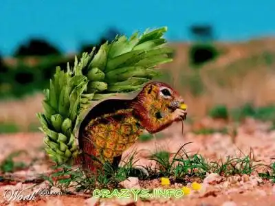 >>Click to zoom image<<