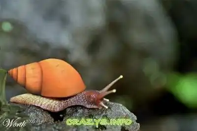 >>Click to zoom image<<