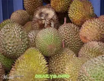 >>Click to zoom image<<