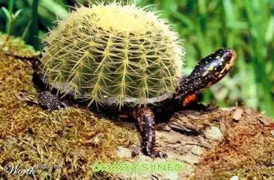 >>Click to zoom image<<