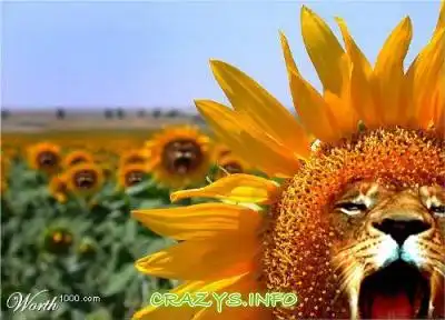 >>Click to zoom image<<