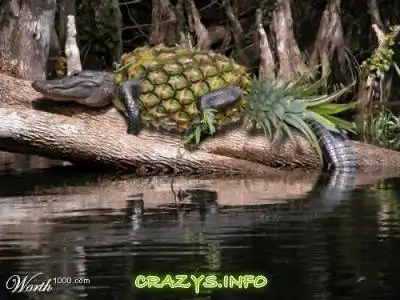 >>Click to zoom image<<