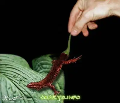 >>Click to zoom image<<