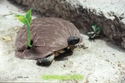 >>Click to zoom image<<