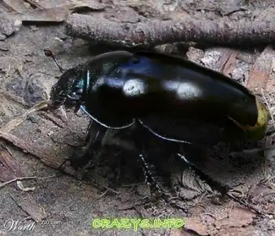 >>Click to zoom image<<