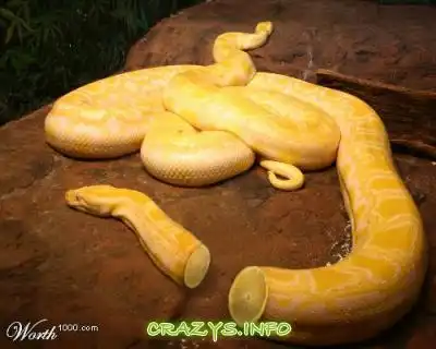 >>Click to zoom image<<