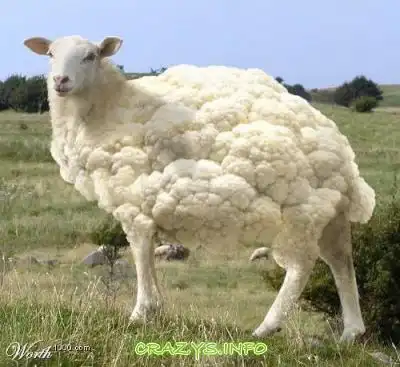 >>Click to zoom image<<