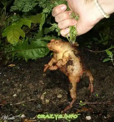 >>Click to zoom image<<