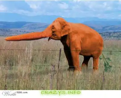 >>Click to zoom image<<