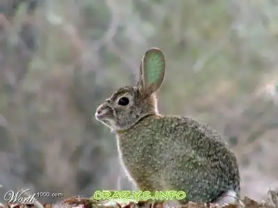 >>Click to zoom image<<