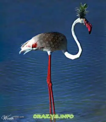 >>Click to zoom image<<