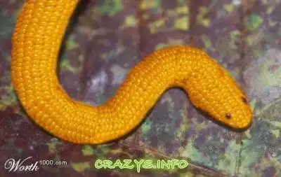 >>Click to zoom image<<