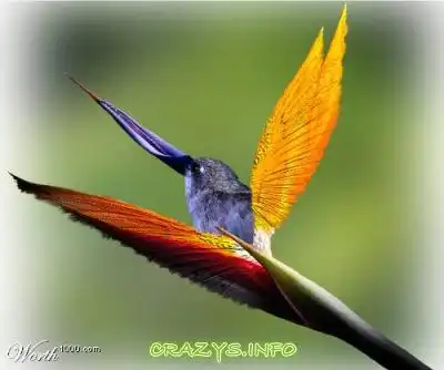 >>Click to zoom image<<