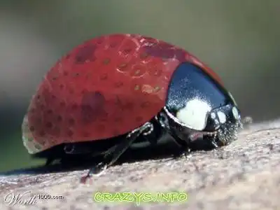 >>Click to zoom image<<