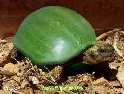 >>Click to zoom image<<