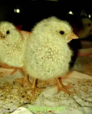 >>Click to zoom image<<