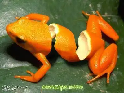 >>Click to zoom image<<