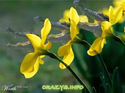 >>Click to zoom image<<