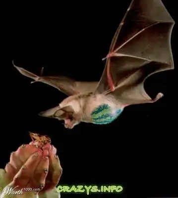 >>Click to zoom image<<