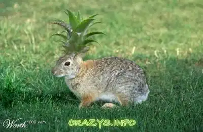 >>Click to zoom image<<