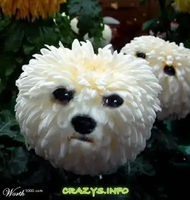 >>Click to zoom image<<