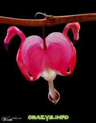 >>Click to zoom image<<