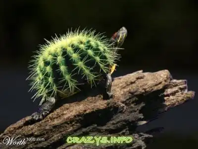 >>Click to zoom image<<