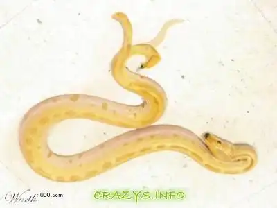 >>Click to zoom image<<