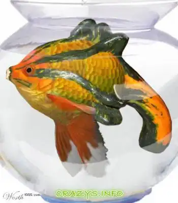 >>Click to zoom image<<