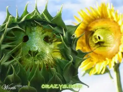 >>Click to zoom image<<