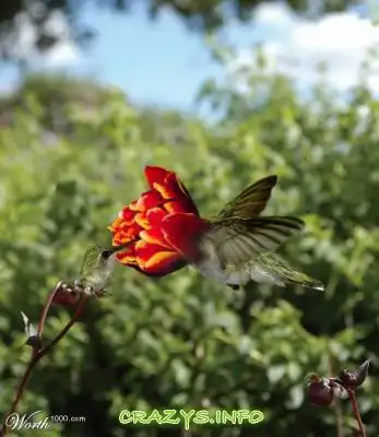 >>Click to zoom image<<