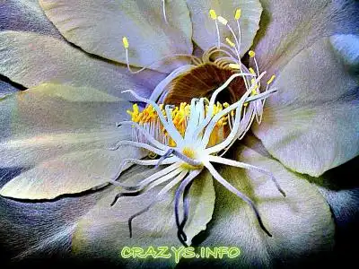 &gt;&gt;Click to zoom to HQ image&lt;&lt;