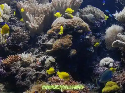 &gt;&gt;Click to zoom to HQ image&lt;&lt;