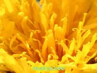 &gt;&gt;Click to zoom to HQ image&lt;&lt;