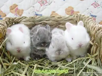 &gt;&gt;Click to zoom image&lt;&lt;